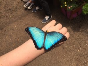 Die Schmetterlinge waren nicht nur schön sondern auch zutraulich