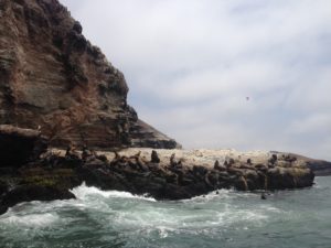 Seelöwen auf einer Insel vorm Strand, Naplo